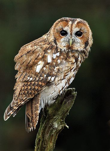 Eulers Identity, Owl Quilts, Owl Bags, Owl Photography, Owl Bag, Tawny Owl, Bird Tattoos, The New Forest, Barred Owl