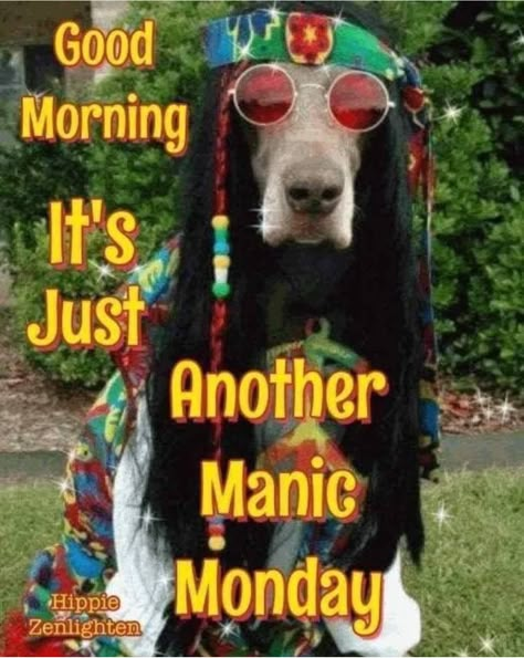 Happy Monday Images, Good Morning Animals, Happy Monday Quotes, Monday Morning Quotes, Good Monday Morning, Funny Day Quotes, Morning Memes, Good Morning Funny Pictures, Manic Monday