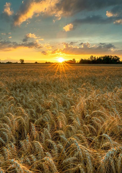 Country Backgrounds, Country Photography, Field Wallpaper, Farm Paintings, Beautiful Wallpapers For Iphone, Farm Photography, Fields Of Gold, Wheat Field, Landscape Photography Nature