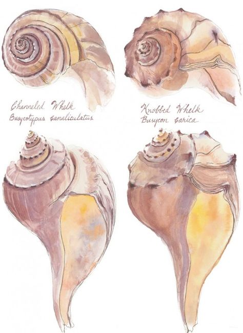 Whelks Shell Home Decor, Whelk Shell, Shell Drawing, Shell Tattoos, Batik Ideas, Drawing Nature, Pen And Wash, Sand Dollars, Star Fish