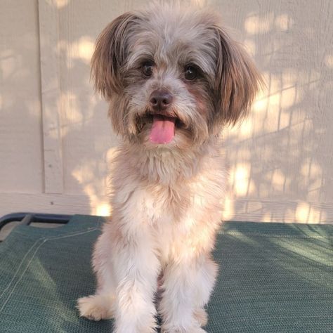 Otto is an adoptable maltese searching for a forever family near Clovis, CA. Use Petfinder to find adoptable pets in your area. Maltese Poodle Mix, Poodle Mix Dogs, Maltese Poodle, Leash Training, Fluffy Coat, Poodle Mix, Couch Potato, Crate Training, Forever Family