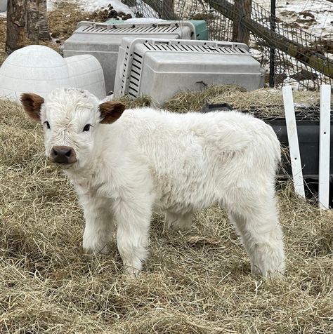 Miniature Highland Cattle, Mini Cattle, Mini Highland Cow, Miniature Cattle, Baby Belle, Miniature Cows, Cow Photos, Mini Cows, Fluffy Cows