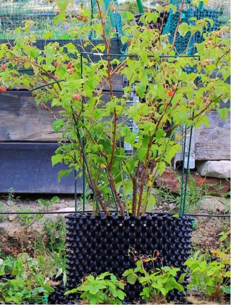 Growing raspberries in containers and pots | Pyracantha.co.uk Raspberry In Container, Grow Raspberries In Containers, Raspberry Container Garden, Potted Raspberry Bush, Raspberry In Pots, Grow Raspberries In Pots, How To Grow Raspberries In A Pot, Growing Raspberries In Containers, Container Raspberries