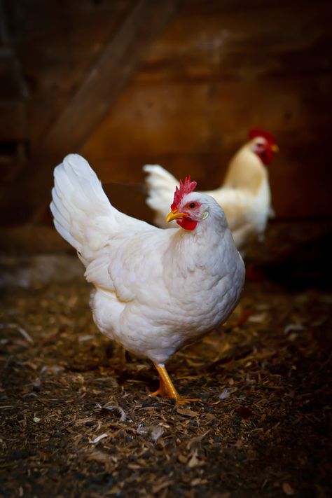 April 21, 2015 - Pretty Pair - White Rock Hen and Rooster  2015©Barbara O'Brien Photography White Chicken Painting, Chickens Photography, Hen Pictures, Chicken Farm Photography, Chicken Animal Photography, Hen Photography, Chicken Portrait, Chicken Photography, Chicken Photos