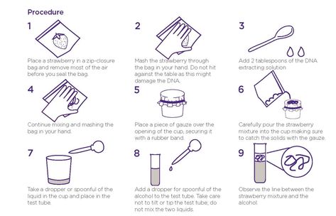 Strawberry DNA extraction activity - Institute for Molecular Bioscience - University of Queensland Strawberry Dna Science Fair Project, Strawberry Dna Extraction, Dna Replication Worksheet, Dna Lesson, Dna Extraction, Dna Extraction Lab, Density Worksheet, Dna Lab, Dna Transcription