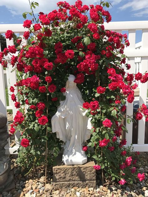 Best Marvelous Garden Climbing Roses Ideas - Garden Makeover Virgin Mary Outdoor Altar, Virgin Mary Garden Shrine, Mary Garden Catholic, Virgin Mary Statue Garden, Virgin Mary Shrine, White Climbing Roses, Marian Garden, Red Climbing Roses, Mary Garden