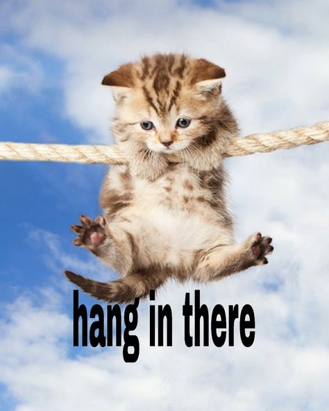 Hang in there Hang In There Quotes, Hang In There Cat, Hanging In There, Busy Beaver, Cat Hanging, Oracle Database, Minecraft Coloring Pages, Baby Posters, Hang In There