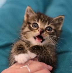 Kitten Happy And Content, Female Pilots, Cat Hacks, Cute Animals Puppies, Cute Little Kittens, Gorgeous Cats, Cute Cats Photos, Baby Kittens, Cat Owner