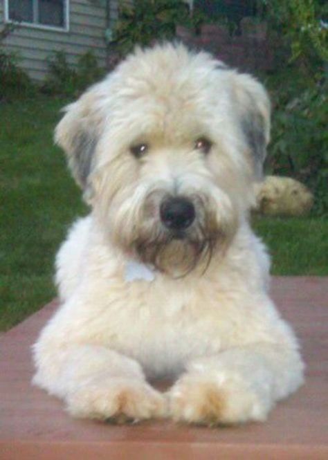 Why Wheaten Terriers Are the Best Family Dog in the World | PetHelpful Wheaten Terrier Puppy, Wheaton Terrier, Dog Breeds Pictures, Best Dogs For Families, Puppy Cut, Soft Coated Wheaten Terrier, Irish Terrier, Wheaten Terrier, Family Dogs