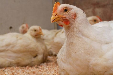 7 Mistakes You Can Make When Raising Them Broiler Chicken Cornish Cross Chickens, Raising Broiler Chickens, Meat Chickens Breeds, Araucana Chickens, Chickens In The Winter, Meat Birds, Broiler Chicken, Day Old Chicks, Chicken Tractors