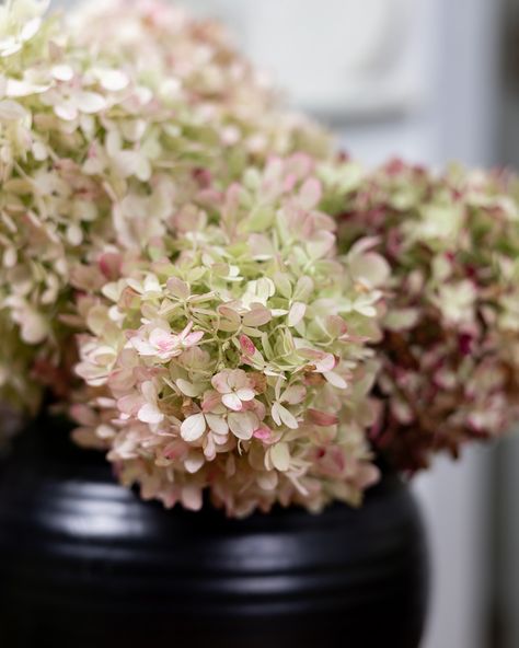 How to Dry Hydrangeas Perfectly Every Time - The Creek Line House Dried Hydrangeas Centerpiece, Drying Hydrangeas, Dark Blue Hydrangea, Dried Floral Wreaths, Annabelle Hydrangea, Diy Wedding Decor, Fall Hydrangea, Limelight Hydrangea, Hydrangea Arrangements