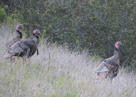 Wild Turkey Recipes Crockpot, Turkey In Oven, Turkey Cooking Times, Turkey In A Bag, Wild Turkey Recipes, Tips For Cooking, Fresh Turkey, Turkey Breast Recipe, Whole Turkey