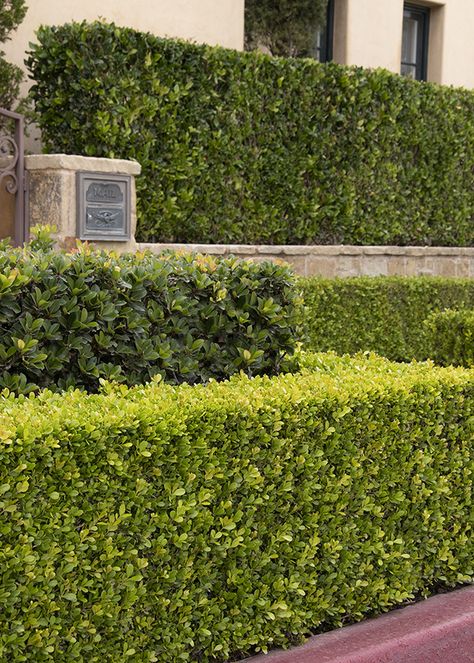 Discover the top 10 best shrubs for hedges, offering privacy, windbreaks, and nesting places for birds. Create beautiful boundaries with these recommended shrubs! English Boxwood, Fast Growing Hedge, Fast Growing Shrubs, Late Summer Flowers, Monrovia Plants, Evergreen Hedge, Privacy Hedge, Patio Trees, Boxwood Hedge