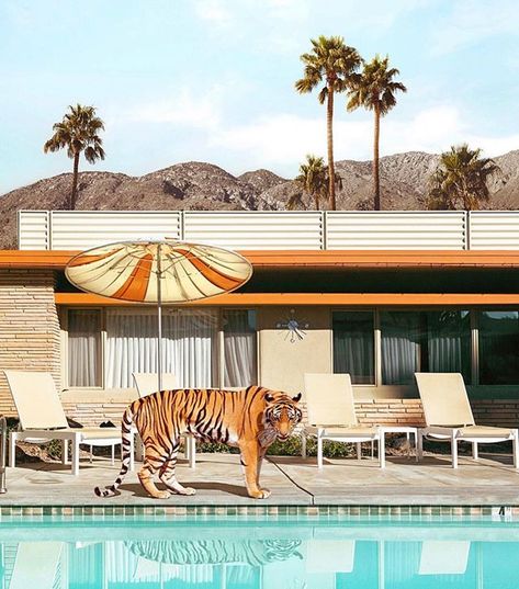 Tiger by the pool Hitchcock Poster, Art Tigre, Paper Tiger, Paul Fuentes, Tropical Bathroom, Theme Nature, Tiger Art, Wallpapers Iphone, Painting Edges