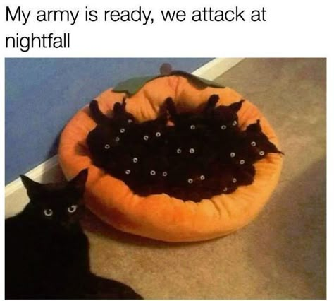 My army is ready, we attack at nightfall Cute Animal Memes, Funny Animal Photos, Silly Cats Pictures, Funny Animal Jokes, Silly Animals, Funny Cat Memes, Dessin Adorable, Funny Cat Pictures, Funny Animal Memes