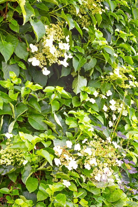 Climbing Hydrangea Trellis, Narrow Pergola, Climbing Hydrangeas, Climbing Hydrangea Vine, Baking Soda In The Garden, Front Porch Walkway, Evergreen Climbing Plants, Hedges Landscaping, Backyard Porch Ideas