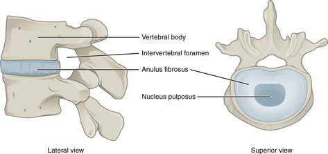 From Wikiwand: Hyaline Cartilage, Sciatica Symptoms, Calf Cramps, Intervertebral Disc, Referred Pain, Spinal Nerve, Spinal Injury, Muscle Abdominal, Musculoskeletal System