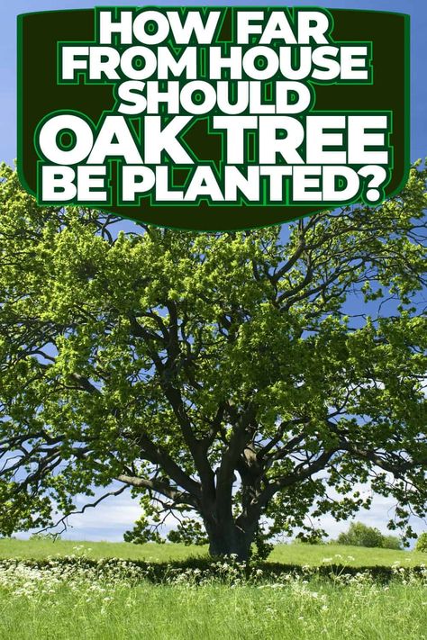 Gardening Tips: Oak Tree Planting Distance from House Burr Oak Tree, Oak Tree Garden, Oak Trees Landscaping, Red Oak Tree, Hawthorn Tree, Yucca Plant, Gardening Gear, Holly Tree, Live Oak Trees