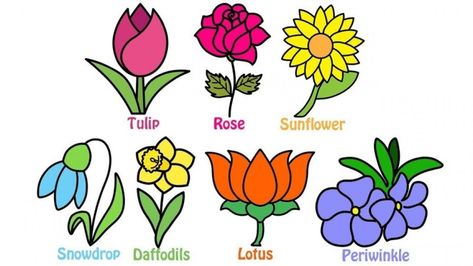 Flower Drawings With Names, Flower Drawing With Names, National Flower Of India Drawing, Types Of Flowers Drawing With Names, Best Flowers Images, Flowers Name In English, Cartoon Lotus Flower, Flower Drawing For Kids, Flower Drawing Easy