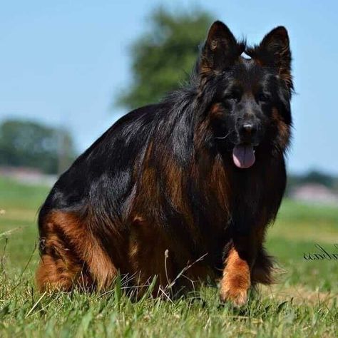 German Shepherd Long Coat, Short Haired German Shepherd, Long Coat German Shepherd, Long Haired German Shepherd, German Sheperd Dogs, Average Height, Coban, Shepherd Puppies, German Shepherd Puppies