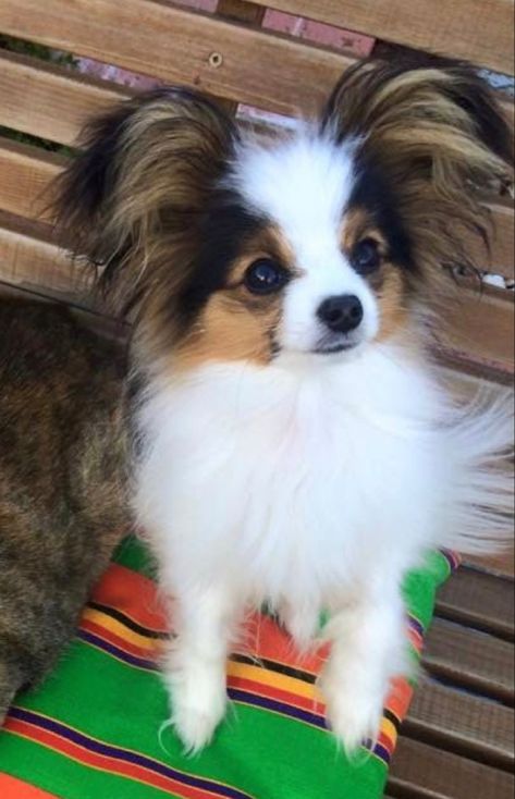 Tallulah Core, Papillon Puppies For Sale, Papillion Puppies, Papillon Dog Puppy, Papillon Dogs, Cutest Small Dog Breeds, Karelian Bear Dog, Papillon Puppy, Dog Cuddles