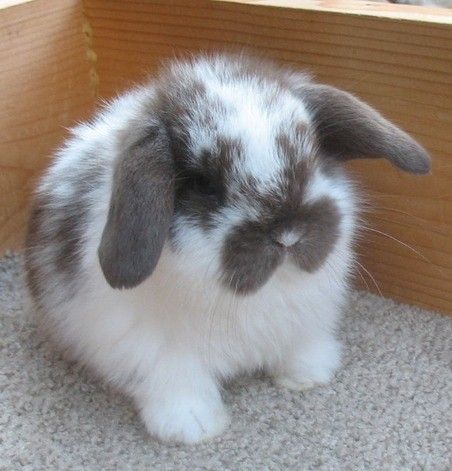 Lop Bunnies, Pet Bunny Rabbits, Bunny Care, Cute Bunny Pictures, Holland Lop, Fluffy Bunny, Baby Animals Pictures