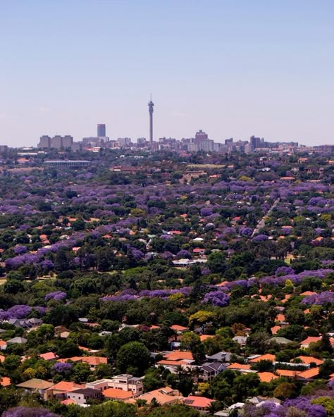 ltml_photography My favourite time of the year 💜 and my 4th entry for @fujifilm_sa #myjozi competition#jhbskylineinyourpocket#johannesburginyourpocket#discoverjoburg#johannesburg Johannesburg Aesthetic, Johannesburg South Africa Aesthetic, Johannesburg Travel, Johannesburg Skyline, South Africa Johannesburg, Johannesburg City, Jacaranda Tree, Johannesburg South, Africa Do Sul