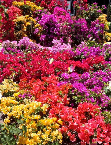 Bougainvillea Plants Bogenvilla Plant, Bouganvilla Flower, Bougainvillea Garden, Bougainvillea Trellis, Garden Vignettes, Bougainvillea Flower, English Garden Style, Plants Beautiful, Landscape Design Ideas