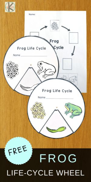 FREE Frog Life-Cycle-Wheel to help kids learn about life cycles plus 21 Life Cycle of a Frog for Kids Resources #lifecycles #frogs #froglifecycles #lifescience #freeprintables #preschool #kindergarten Frog Life Cycle Activities, Frogs Preschool, Plant Life Cycle Worksheet, Kindergarten Science Experiments, Frogs For Kids, Life Cycle Of A Frog, Cycle For Kids, Frog Life Cycle, Frog Activities