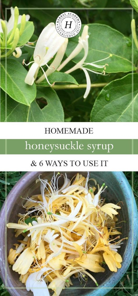 Homemade Honeysuckle Syrup & 6 Ways To Use It | Herbal Academy | Homemade honeysuckle syrup with its light, sweet flavor, is so easy to make! Here's a simple recipe to get you started! Honeysuckle Syrup, Ancient Remedies, Herbal Academy, Edible Flowers Recipes, Wild Food Foraging, Foraging Recipes, Edible Wild Plants, Common Knowledge, Foraged Food