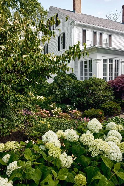 Backyard Designs, Colonial Exterior, House Backyard, Stone Walkway, Shrub Roses, Traditional Landscape, House Landscape, Cool Landscapes, Dream House Exterior