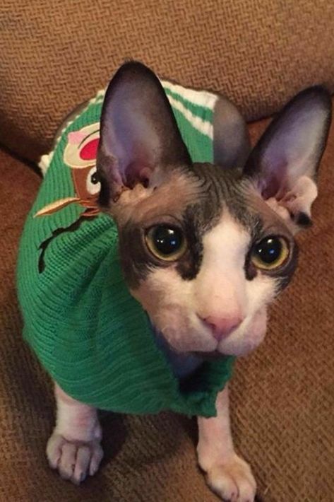 Sphynx Kitty Cute Hairless Cats With Sweaters, Hairless Cat With Sweater, Hairless Cat Sweater, Sphynx Cat In Sweater, Hairless Cats In Sweaters, Cat In A Sweater, Cat Images Hd, Hairless Kitten, Pet Aesthetic