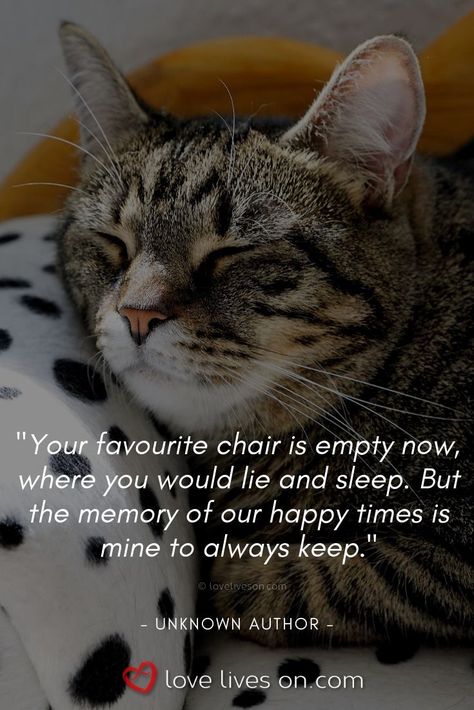 Pet Quotes Cat, Losing A Pet Quotes, Pet Quotes Dog, I Miss My Cat, Pet Quotes, Cat Loss, Pet Bereavement, Pet Remembrance, Happy Times