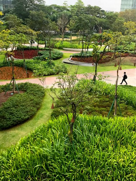 A Mata Atlântica Forest in São Paulo  São Paulo, Brazil  Project by Balmori Associates Community Park Design, Plaza Design, Wetland Park, Linear Park, Urban Landscape Design, Urban Forest, Photo Background Images Hd, Urban Nature, Garden Cafe