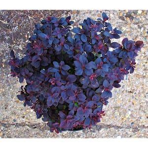 Concorde Barberry, Barberry Shrub, Burning Bush Shrub, Colorful Shrubs, Southern Living Plant Collection, Purple Foliage, Southern Living Plants, Goth Garden, Yellow Plants