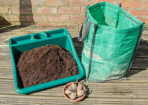 How to grow potatoes in a bag - Growing Family Planting Seed Potatoes, Potato Companion Plants, Container Potatoes, Grow Potatoes, Growing Sweet Potatoes, Potato Varieties, Potato Bag, Types Of Potatoes, Irish Potatoes