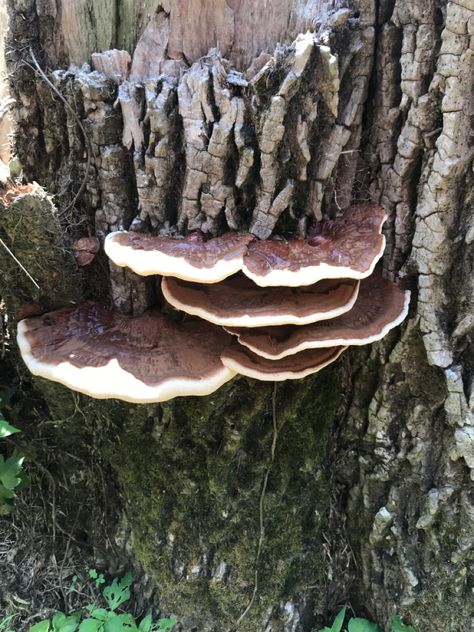 Mushrooms growing on the stump of a cut tree. #mycelia #mushrooms #nature #forest #enchantedforest Mushrooms On Trees, Mushroom On A Tree, Tree Stump Mushroom, Mushroom Forest Scene, Mushrooms In Forest, Mushrooms Growing On Trees, Mushrooms On Forest Floor, Underground Mushroom Forest, Fungi On Trees