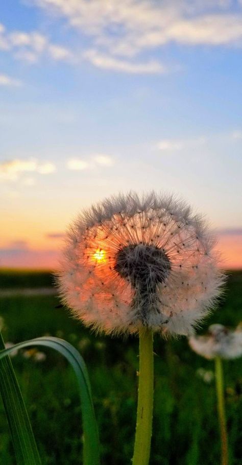 Dandelion Pictures, Dandelion Wallpaper, Lovely Flowers Wallpaper, Shadow Photos, Dandelion Flower, Beautiful Bouquet Of Flowers, Cute Wallpaper For Phone, Photo Wall Collage, Beautiful Landscape Wallpaper