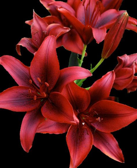 Water Lilly Aesthetic, Lilly Flower Aesthetic, Lilly Illustration, Flowers Widget, Lily Flower Aesthetic, Lilly Aesthetic, Lilly Flower Drawing, Red Tiger Lily, Red Lily Flower