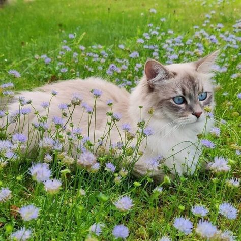 CattyCorner: Cat Holidays Humans Would Do Well To Remember Aesthetic Cat Widget, Cute Cat Photography, Cats In Flowers, Cat Widget, Cats With Flowers, Cat In Flowers, Cottagecore Cat, Cats And Flowers, Cat And Flowers