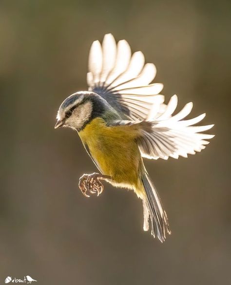 Nuts About Birds Est 2013 on Instagram: “Presents  N U T S A B O U T B I R D S Photographer: @rmhphotographic C O N T E N T: Eurasian Blue- tit (Cyanistes caeruleus) L O C A T…” Collage Art Mixed Media, Eye Photography, Movie Poster Art, T B, Birds Tattoo, Bird Drawings, Bird Photo, Colorful Birds, Little Birds