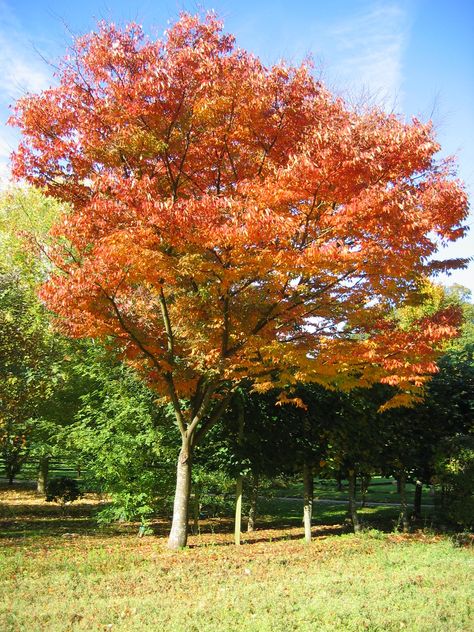 Scientific Name: Zelkova serrata 'Goblin' Type: Tree Family: Ulmaceae Zone: 5 to 8 Height: 3.00 to 4.00 feet Spread: 3.00 to 4.00 feet Bloom Time: March to April Bloom Description: Green Sun: Full sun Water: Medium Maintenance: Low Flower: Insignificant Leaf: Good Fall Tolerate: Dry Soil, Air Pollution Zelkova Tree, Flower Trees, Live Earth, Northern Utah, Tree Family, Sun Water, Banana Tree, Zone 5, Unique Trees