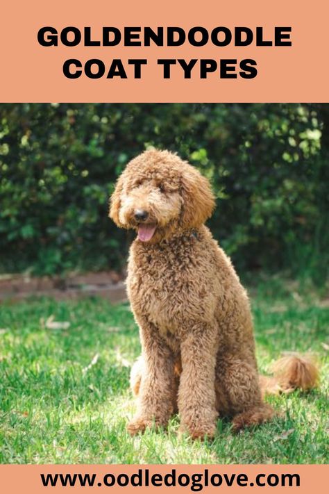 Wavy Coat Goldendoodle, Curly Goldendoodle Haircut, Golden Doodle Haircut Styles Teddy Bear, Goldendoodle Teddy Bear Haircut, Curly Goldendoodle, Golden Doodle Haircut, Apricot Goldendoodle, Goldendoodle Black, Goldendoodle Haircuts