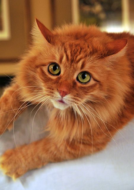 E.N. Long-haired orange cat with green eyes. N.L. langharige oranje cat met groene ogen. Orange Tabby Cats, Norwegian Forest Cat, Orange Cats, Red Cat, Ginger Cats, Domestic Cat, Cute Cats And Kittens, Cute Kittens, Orange Cat