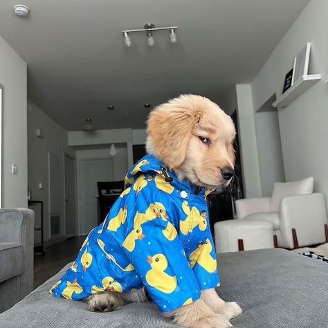 Am I Cute? Yes or No? . . . .#goldenlovers #goldenretrieverlovers #goldenlovers #doggo #goldens #retriever #golden_retriever_75621 Dog Retriever, Cute Dogs Golden Retrievers, Silly Golden Retriever, Cute Golden Retriever, Puppy Golden Retriever, Funny Golden Retrievers, Cute Golden Retriever Puppy, Golden Retriever Clothes, Cute Puppies Golden Retriever