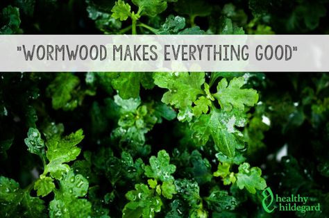 Sweet Wormwood Benefits, How To Use Wormwood, Wormwood Tea Benefits, Wormwood Tincture, Benefits Of Wormwood, Wormwood Benefits, Wormwood Tea, Wormwood Plant, Herbs Medicine