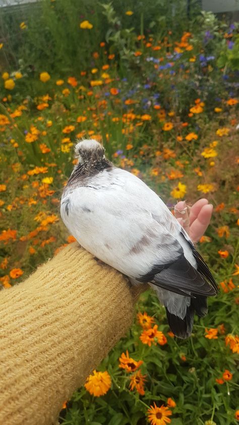 Pigeon Pet 2; siblings to Pigeon Pet 1 Pigeon Enclosure, Kitty Foreman, Pigeon Aesthetic, Pigeon Pet, Pigeon Photography, Pigeon Aviary, Amber Core, Earthy Room, Pet Pigeon