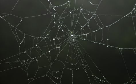 Wet Spider Web Tattoo, Spider Web Dew Drops, Dew On Spider Web, Wet Spider Web, Clay Sgraffito, Mythical Drawings, Spider Web Embroidery, Web Embroidery, Cob Web