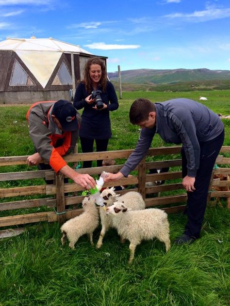 Kent writes about the petting zoo at Hólar. https://www.icelandicroots.com/post/h%C3%B3lar-petting-zoo-a-fun-stop-in-dalas%C3%BDsla-for-young-and-old Petting Zoo Date Aesthetic, Farm Goals, Fair Poster, Cute Dates, One Day Or Day One, Malibu Farm, Land Ideas, Children Park, Farm Field