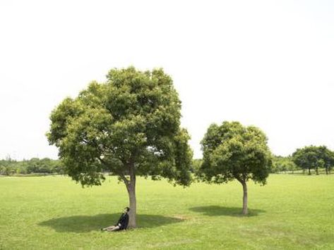 Trees add beauty to the backyard landscape, provide shade, improve the air and water and supply habitat for birds and other wildlife. From a practical viewpoint, where trees are placed depends primarily on their purpose. There are also a few tips to keep in mind with regards to making sure that no part of the tree ... Tree Placement, Red Maple Tree, Eastern Redbud, Backyard Sanctuary, Backyard Trees, Redbud Tree, Ginkgo Tree, Backyard Landscape, Mulberry Tree